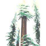 SKYWARD REDWOODS I