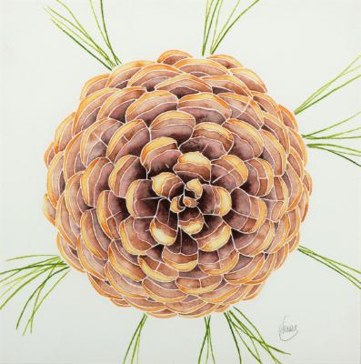 Ponderosa Ponderosa