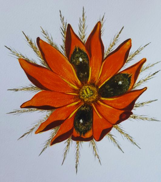 Namaqua flower