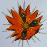 Namaqua flower