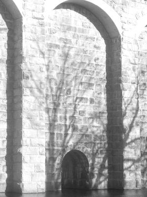 Tree Shadows Tree Shadows