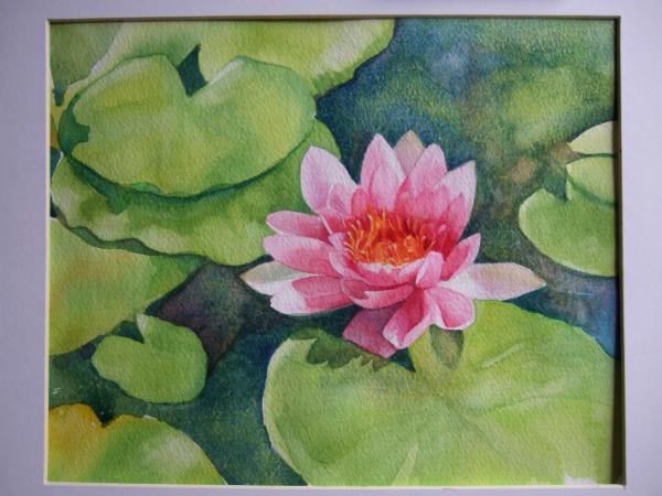 Water lilly