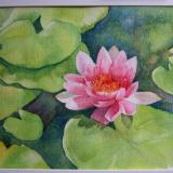 Water lilly