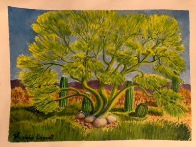 Palo Verde Nursery Tree 