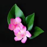 Peach Blossom Pin