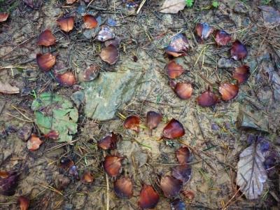 Pine cone circles