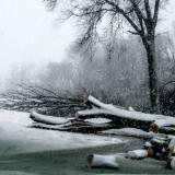 Winter Trees