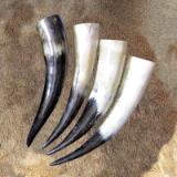 Drinking horns 