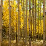 Aspen Forest Panorama