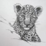 Baby leopard