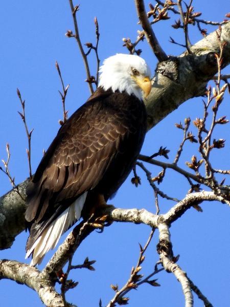 Bald Eagle