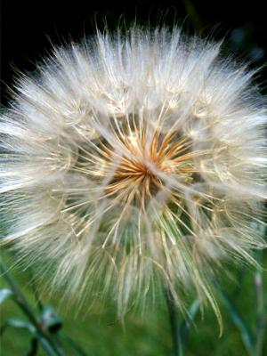 Puffball