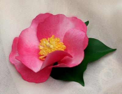 Pink Cotton Blossom Pink Cotton Blossom