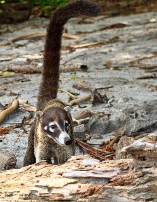 White-Nosed Coati with Long Tail White-Nosed Coati with Long Tail
