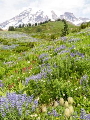 Pasqueflowers, Lupine and Magenta Paintbrush Pasqueflowers, Lupine and Magenta Paintbrush
