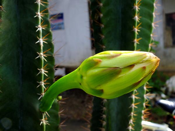 cactus bloom