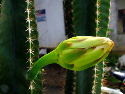 cactus bloom cactus bloom