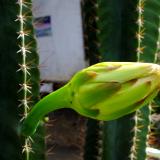 cactus bloom