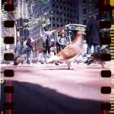 Pigeon