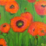 Poppies for Sale