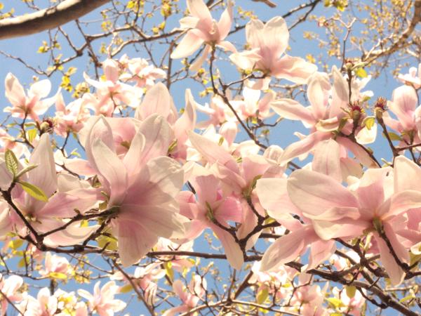 Magnolia Tree