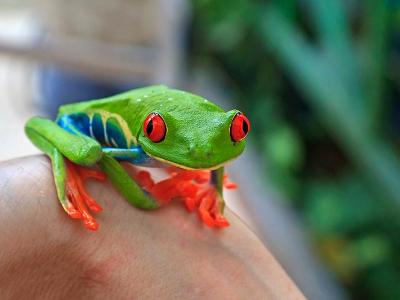 Red Eyed Tree Frog Red Eyed Tree Frog