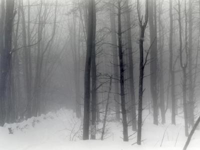 Vermont Snowy Woods Vermont Snowy Woods