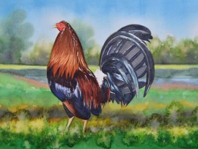 Custom rooster portrait, 35cm x 50cm, 2017