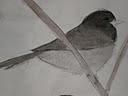 Junco Bird II