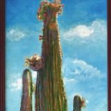 Saguaro Blossoms