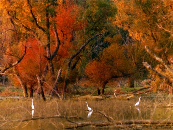 Squaw Creek egrets
