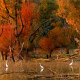 Squaw Creek egrets