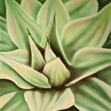 "Cool Green Agave"