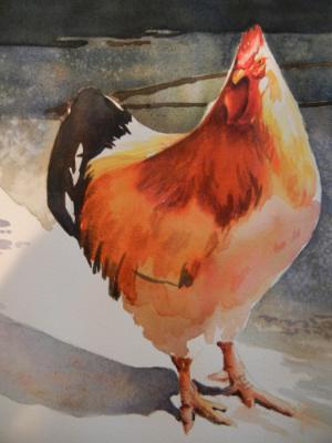 Rooster study Rooster study