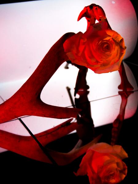 Still Life with Roses and Bones II