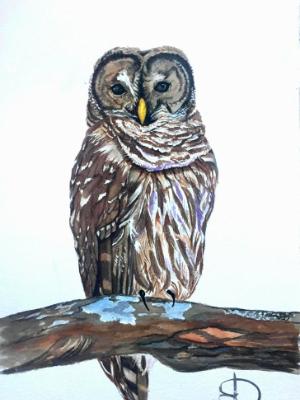 Barred Owl II Barred Owl II