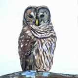 Barred Owl II