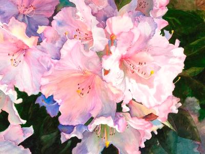 Rhododendron I