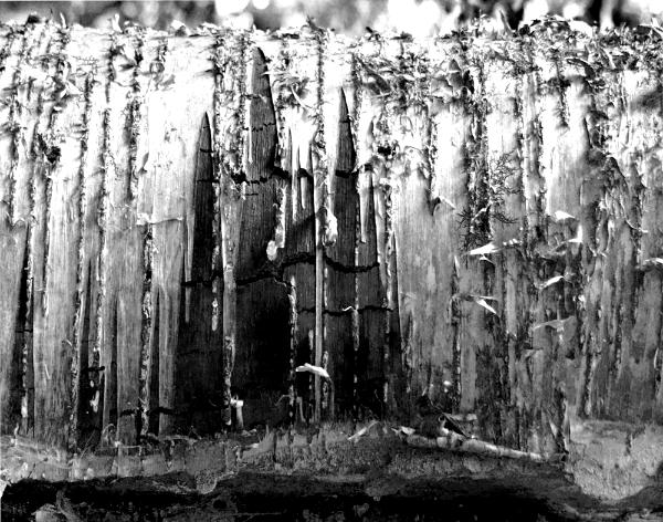 Study in Silver: Birch Bark