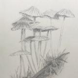 Mushrooms