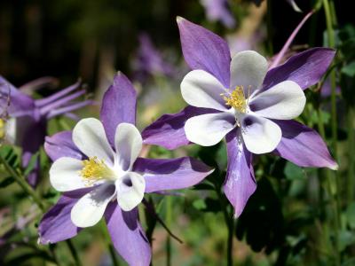 Twin Columbines