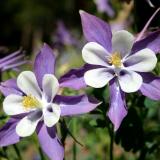 Twin Columbines