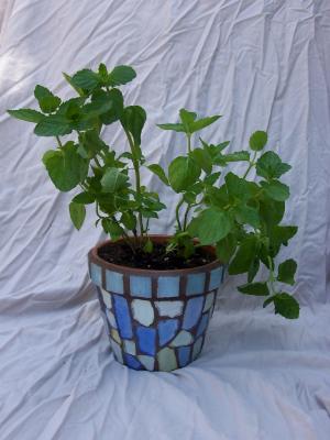 Mint planted 6" pot Mint planted 6" pot