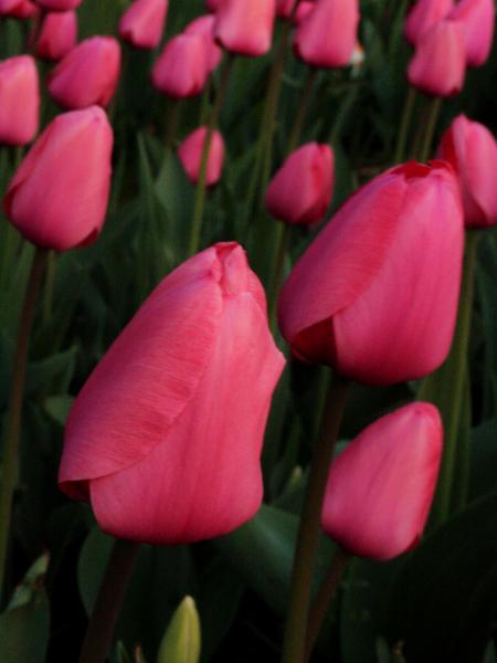 Bright Pink Tulips