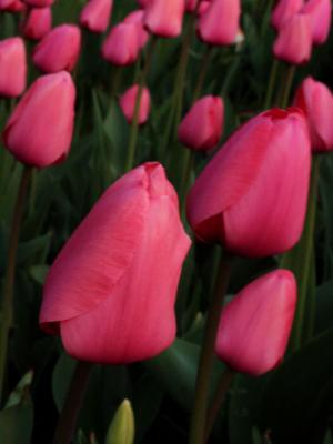 Bright Pink Tulips Bright Pink Tulips