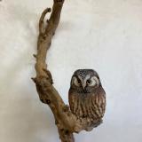 Life size Boreal Owl