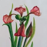 Dried Red Lion Amaryllius flowers