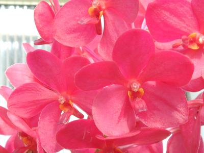 Vanda
