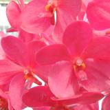 Vanda