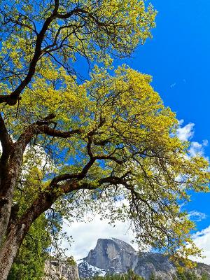 Black Oak & Half Dome Black Oak & Half Dome